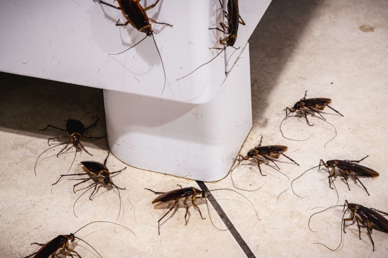 How Roaches Enter Buildings And Spread Quickly