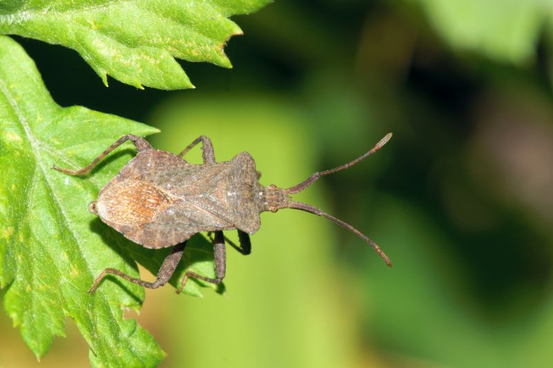 Signs You Have A Stinkbug Infestation Indoors