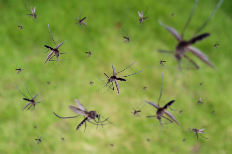 Signs Your Property Needs Professional Mosquito Or Fly Treatment