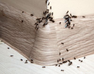 Velvet Ant Extermination in New Braunfels, TX